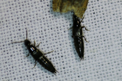 IMG_1345-3 Kortschildkevers (Staphylinidae sp.).JPG