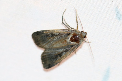 IMG_1714-2 Zwarte-c uil (Xestia nigra).JPG
