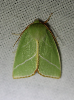 IMG_1542-2 Zilveren groenuil (Pseudoips prasinana).JPG
