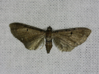 IMG_1575-2 Egale dwergspanner (Eupithecia absinthiata).JPG