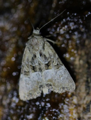 IMG_1668-2 Halmrupsvlinder of Weidehalmuiltje  (Mesapamea secalis of M. secalella).JPG