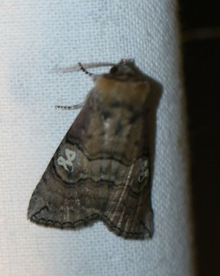 IMG_1722-2 Peppel-orvlinder (Tethea ocularis).JPG