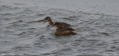 Dodaars - Tachybaptus ruficollis - Kralingseplas