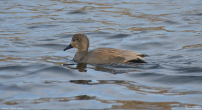 Krakeend - Mareca strepera - Kralingseplas