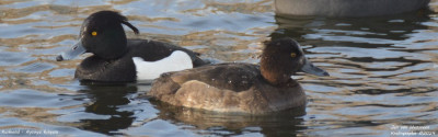 Kuifeend - Aythya fuligula - Kralingseplas