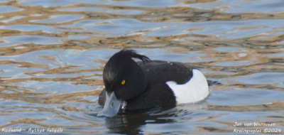 Kuifeend - Aythya fuligula - Kralingseplas