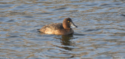 Kuifeend - Aythya fuligula - Kralingseplas