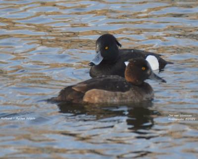 Kuifeend - Aythya fuligula - Kralingseplas