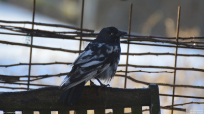 Kauw - Coloeus monedula - eigen tuin