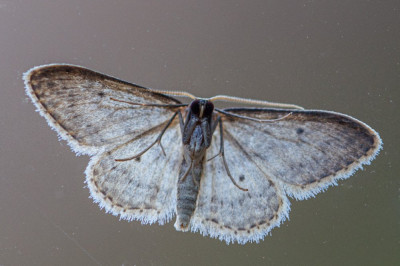 ADH_5288  Mothing and Moth-watching.jpg