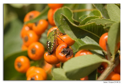 Zuidelijke groene schildwants 230923-03 kopie.jpg