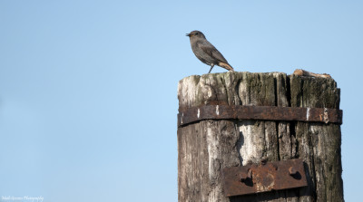 Zwarte roodstaart   Wienweg/Heerlerbaan   2 mei '21