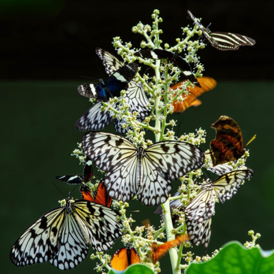 ADH_6940-Rariteiten,  Butterflying Around the World,  Butterfly, Bee & Dragonfly.jpg