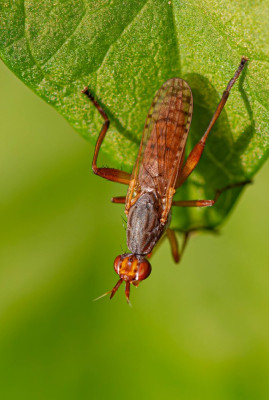 ADH_4781-Rooddijtantesidonia,  Entomology,  Diptera.jpg