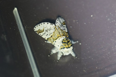 IMG_7358-2 Kleine hermelijnvlinder (Furcula furcula).jpg