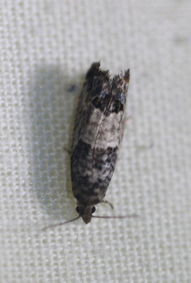 IMG_6591-2 Rode knopbladroller (Spilonota ocellana).jpg