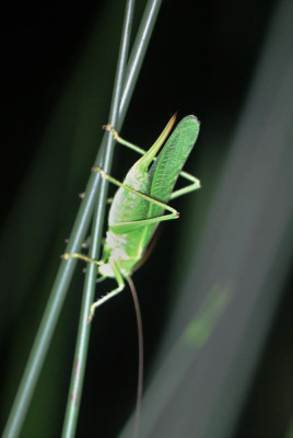 IMG_6880-2 Grote groene sabelsprinkhaan (Tettigonia viridissima).jpg