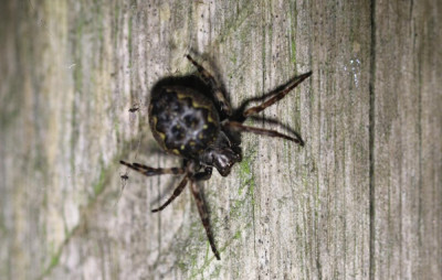 IMG_6606-2 Platte wielwebspin (Nuctenea umbratica).jpg