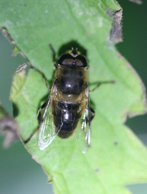 IMG_6626-2 Blinde bij (Eristalis tenax).jpg