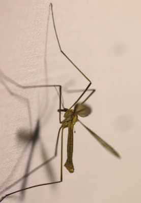 IMG_6504-2 Kool-langpootmug (Tipula oleracea).jpg