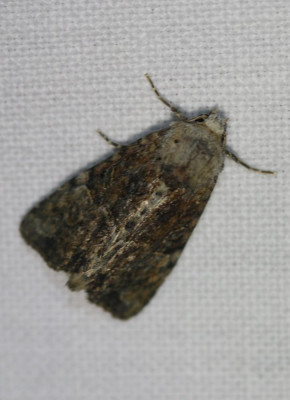 IMG_7246-2 Zandhalmuiltje (Mesoligia furuncula).jpg