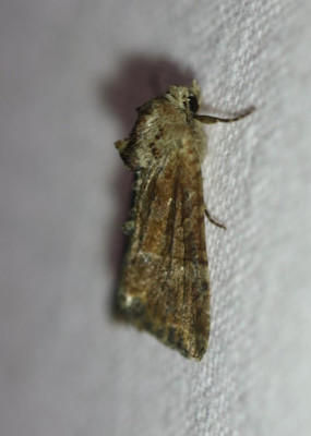 IMG_7162-2 Zandhalmuiltje (Mesoligia furuncula).jpg