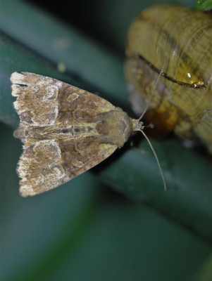 IMG_6892-2 Zandhalmuiltje (Mesoligia furuncula).jpg