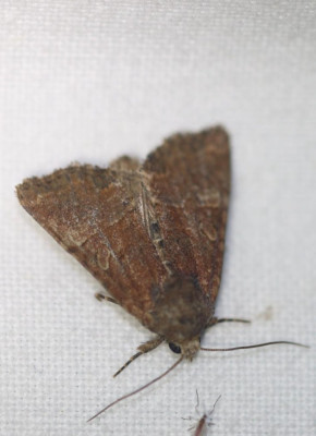 IMG_6823-2 Zandhalmuiltje (Mesoligia furuncula).jpg