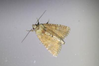 IMG_7354-2 Zandhalmuiltje (Mesoligia furuncula).jpg