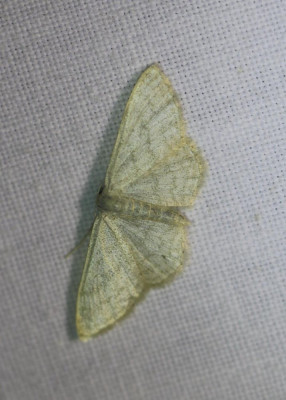 IMG_6808-2 Satijnstipspanner (Idaea subsericeata).jpg