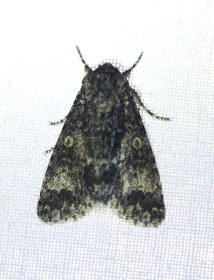 IMG_7000-2 Schilddrager (Subacronicta megacephala).jpg