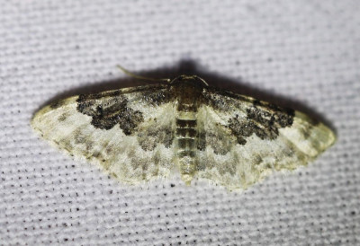 IMG_6999-2 Schaduwstipspanner (Idaea rusticata).jpg