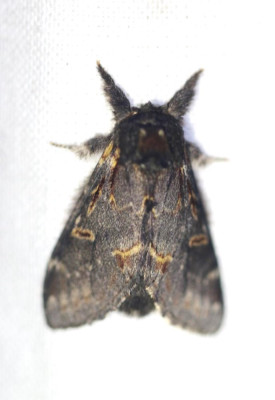 IMG_7011-2 Dromedaris (Notodonta dromedarius).jpg