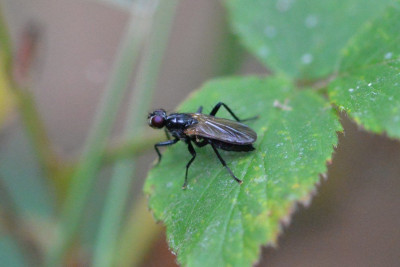 Cordilura ciliata