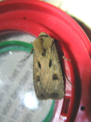 Canon PowerShot A710 IS 2304x3072_130259-2 Gewone worteluil (Agrotis exclamationis).jpg