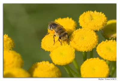 Wormkruidbij 230814-01 kopie.jpg