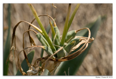 Pancratium maritimum 231005-007 kopie.jpg