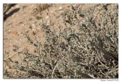 Otanthus maritimus 231005-003 kopie.jpg