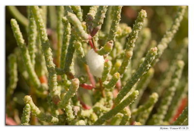 Salicornia fruticosa 231005-002 kopie.jpg