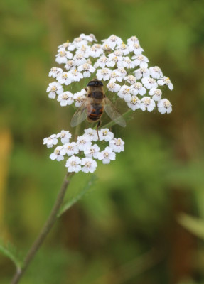 IMG_3809 Blinde bij.JPG