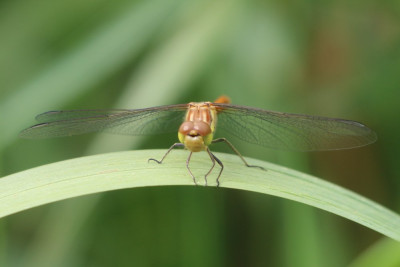 IMG_4172 Bruinrode heidelibel.JPG