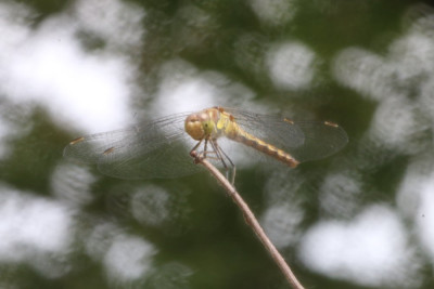 IMG_4091 Bruinrode heidelibel.JPG