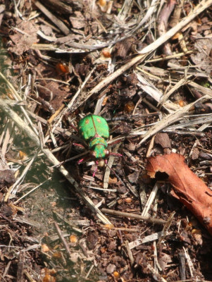 IMG_4924 Groene zandloopkever.JPG