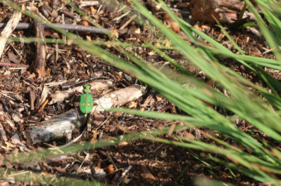 IMG_4922 Groene zandloopkever.JPG