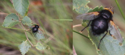 IMG_5215-2 Stekelsluipvlieg (Tachina grossa).jpg