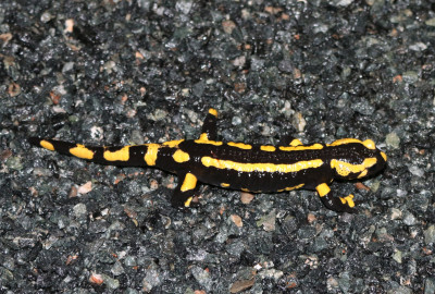 IMG_0837 Vuursalamander (Salamandra salamandra).JPG