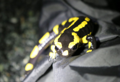 IMG_0840 Vuursalamander (Salamandra salamandra).JPG