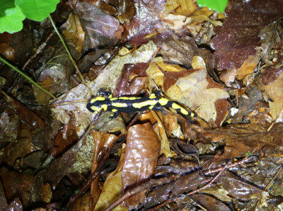 IMG_0906 Vuursalamander (Salamandra salamandra).JPG