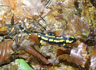 IMG_0976 Vuursalamander (Salamandra salamandra).JPG