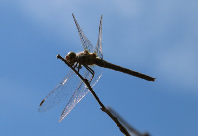 IMG_4078 Steenrode heidelibel.JPG